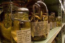 Jars line the shelves of the museum